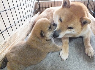 お母さんにちょっかい出しています