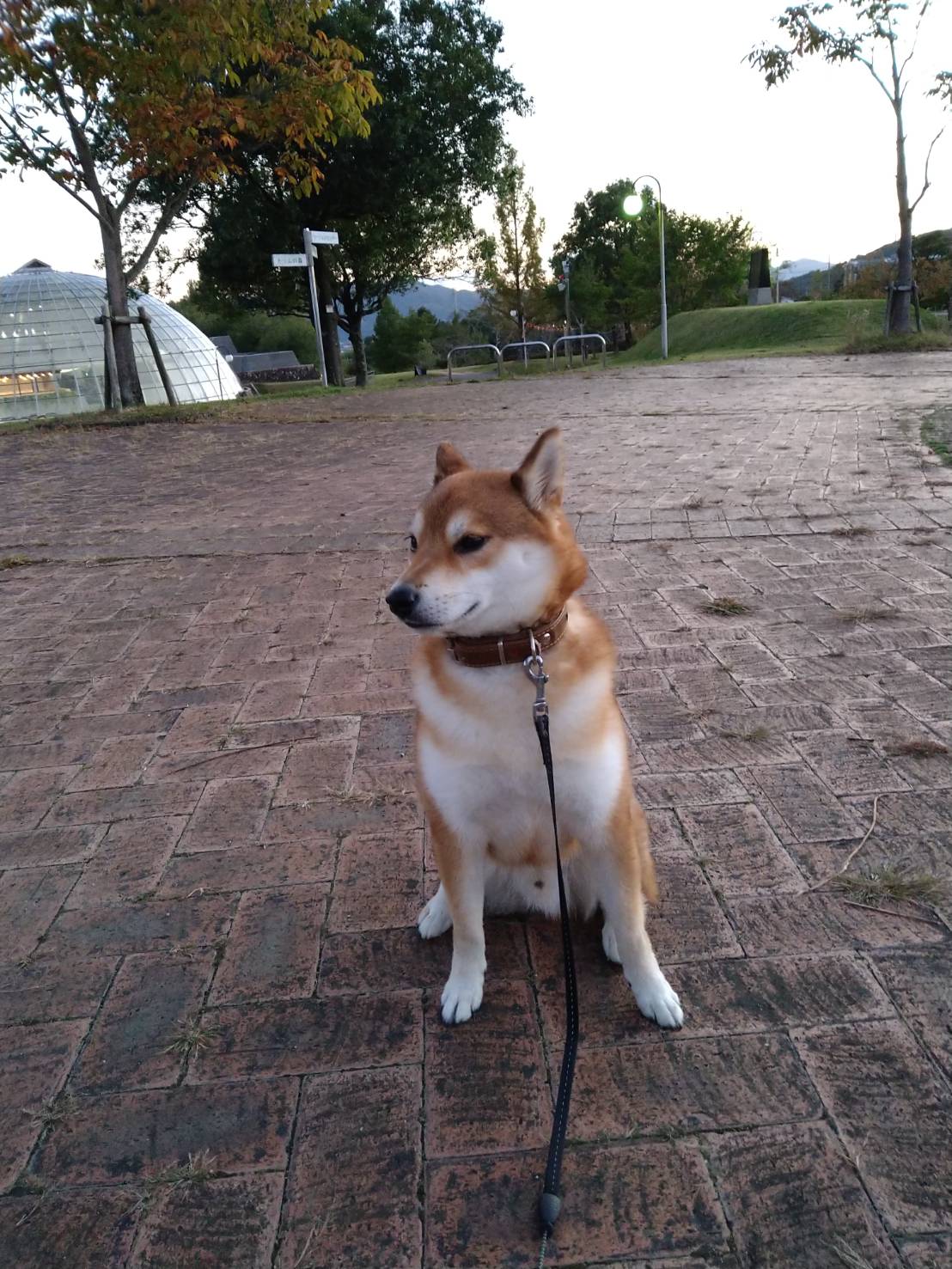 巣立った子犬たち - 柴犬専門ブリーダー・子犬販売 巣立った子犬たち - 柴犬専門ブリーダー・子犬販売