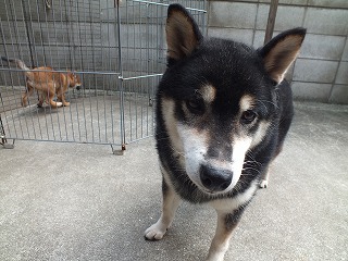 12歳になった福ちゃん