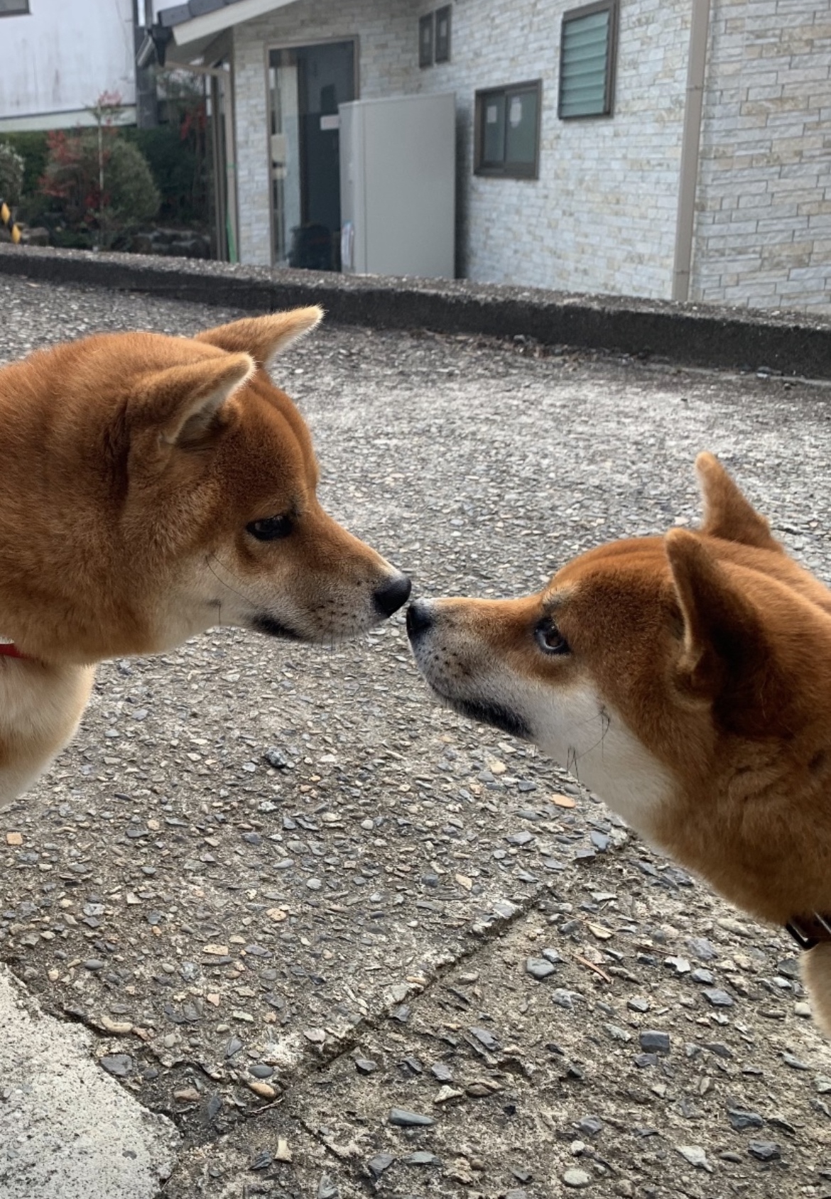 巣立った子犬たち - 柴犬専門ブリーダー・子犬販売 巣立った子犬たち - 柴犬専門ブリーダー・子犬販売