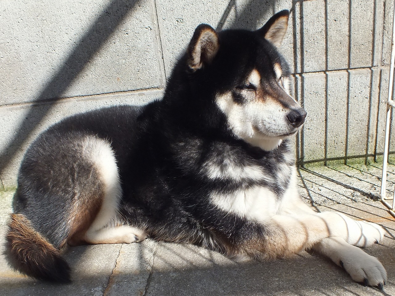 久しぶりの柴犬福ちゃんです