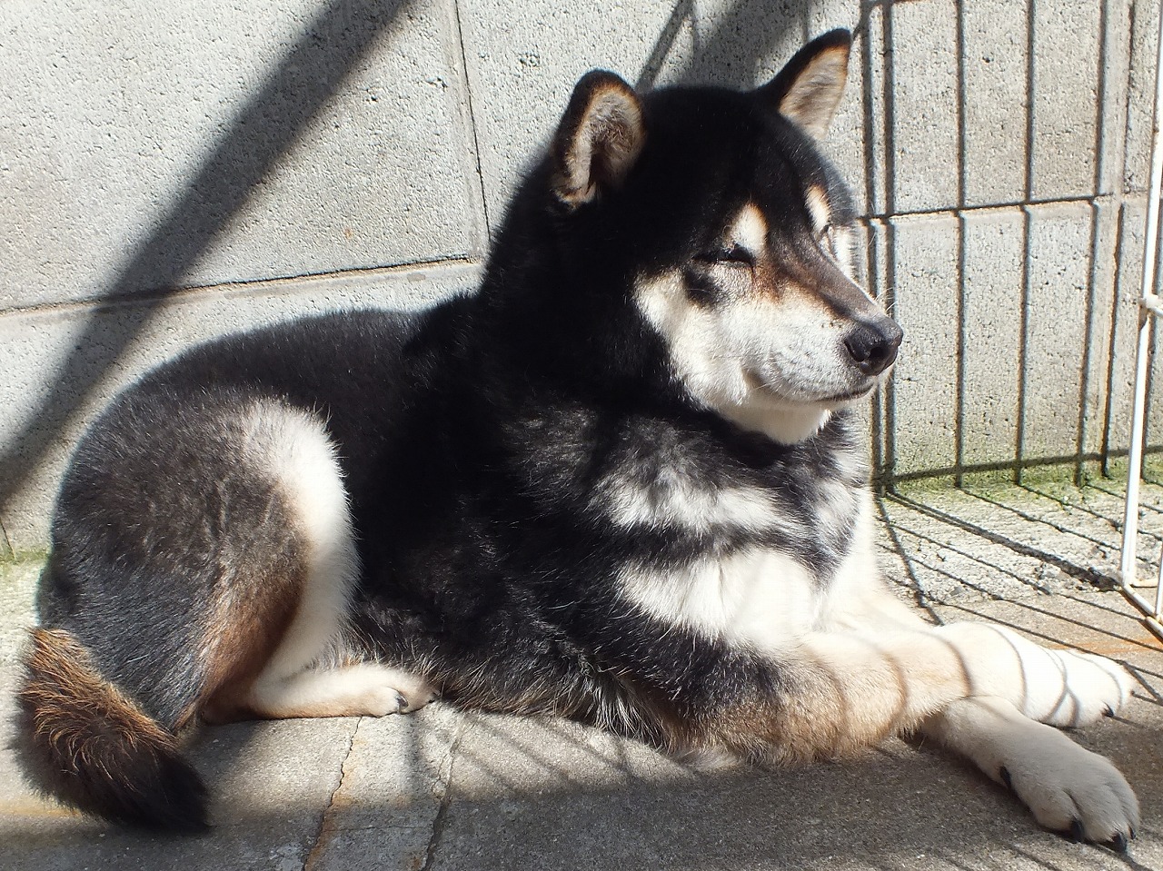 柴犬福ちゃんの日常 - 柴犬専門ブリーダー・子犬販売 柴犬福ちゃんの日常 - 柴犬専門ブリーダー・子犬販売