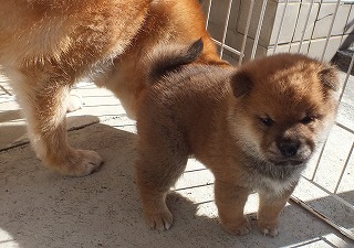 動きも活発になってきました