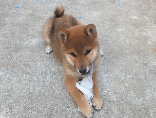 一人遊びをしている柴犬ボス