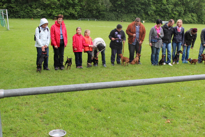 Zwergpinschertreffen 2014