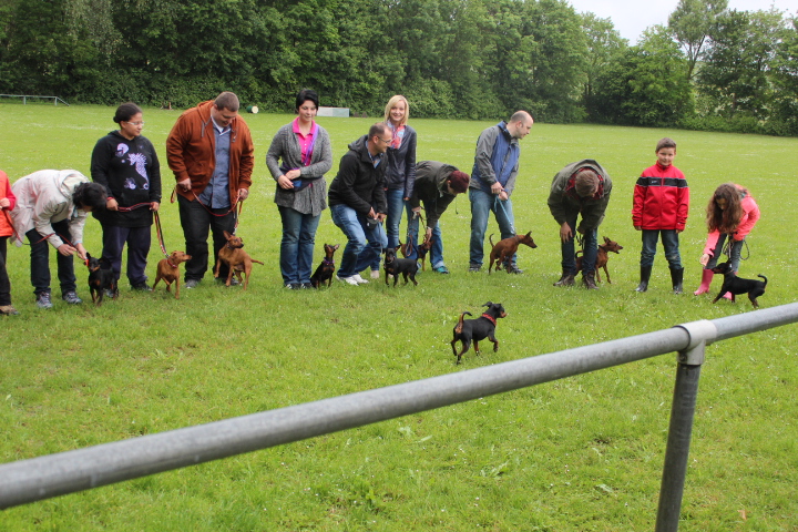 Zwergpinschertreffen 2014