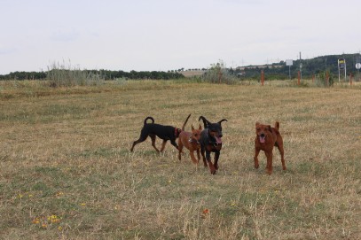 Zwergpinschertreffen 2015