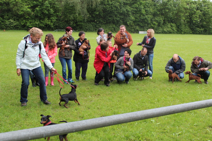 Zwergpinschertreffen 2014