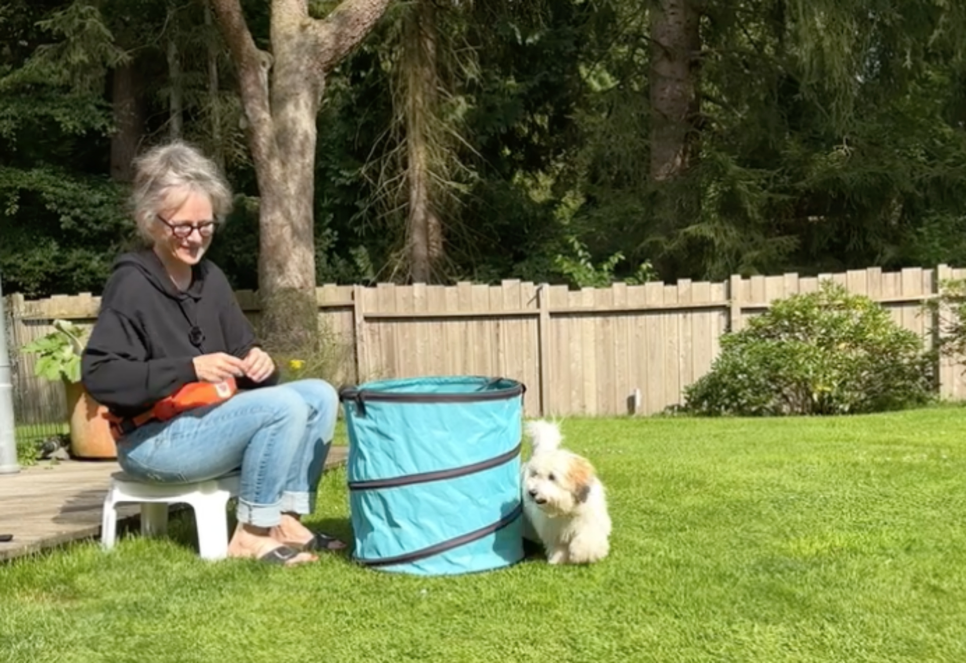 Hooperstraining mit Kleinhunden