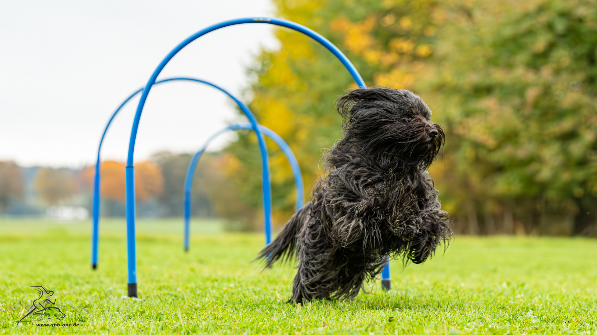 My Hoopers · Die Richtungen | Liefertermin
