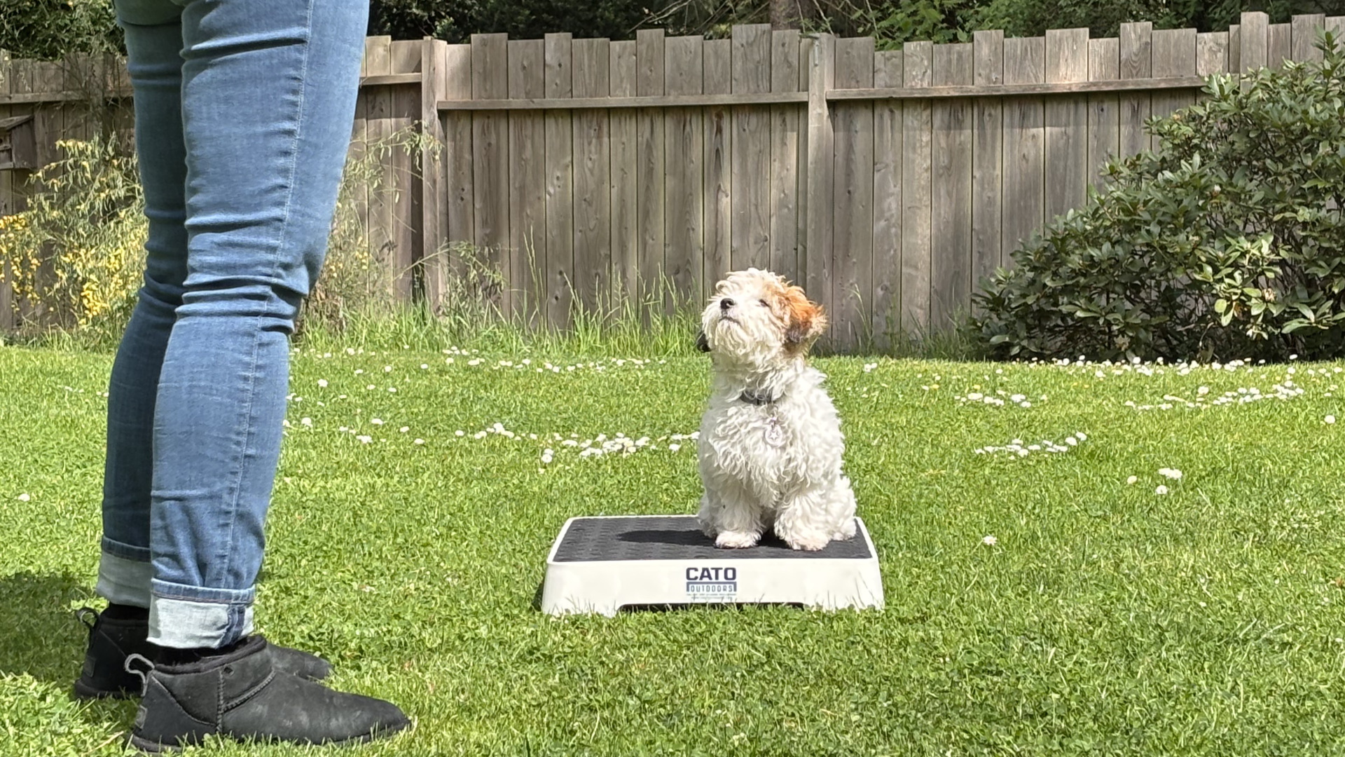 Back to the Backyard #2 | Cato Board