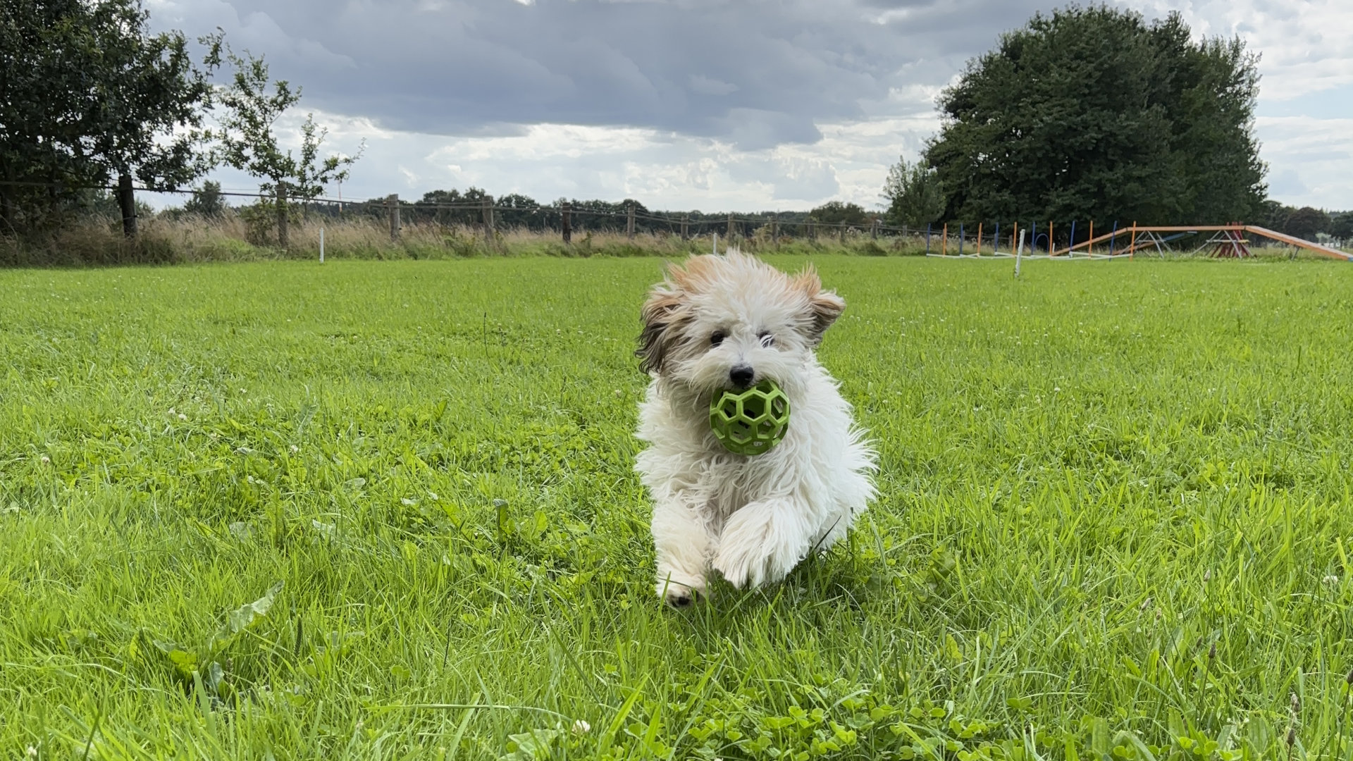 Hooperstraining mit Kleinhunden