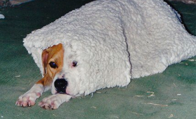 Verhaltenstherapie/Beratung beim Hund petadvice2s Webseite!