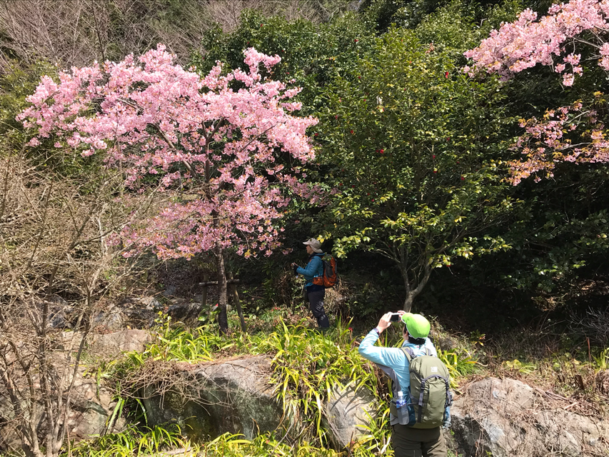 桜を撮影するマミちゃんを撮影する網ちゃんを撮影