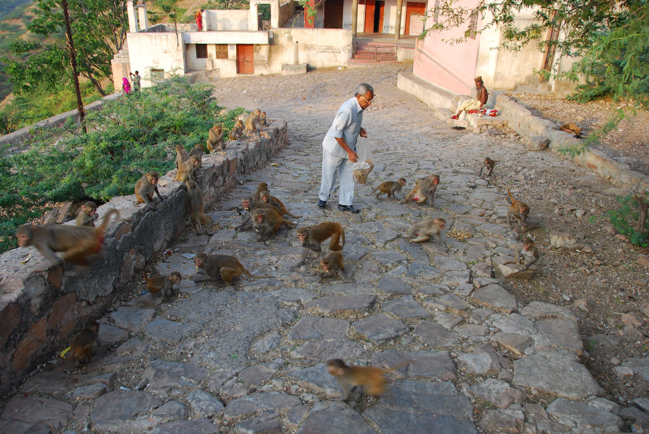 Jaipur 11.11.2014: On the way from Suraj Pol to Surya Mandir.