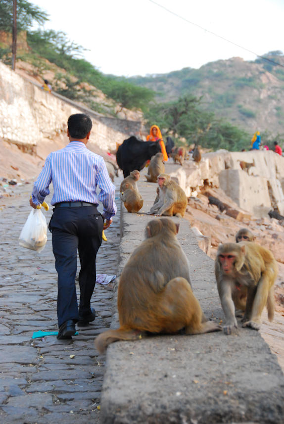 Jaipur 11.11.2014: On the way from Suraj Pol to Surya Mandir.