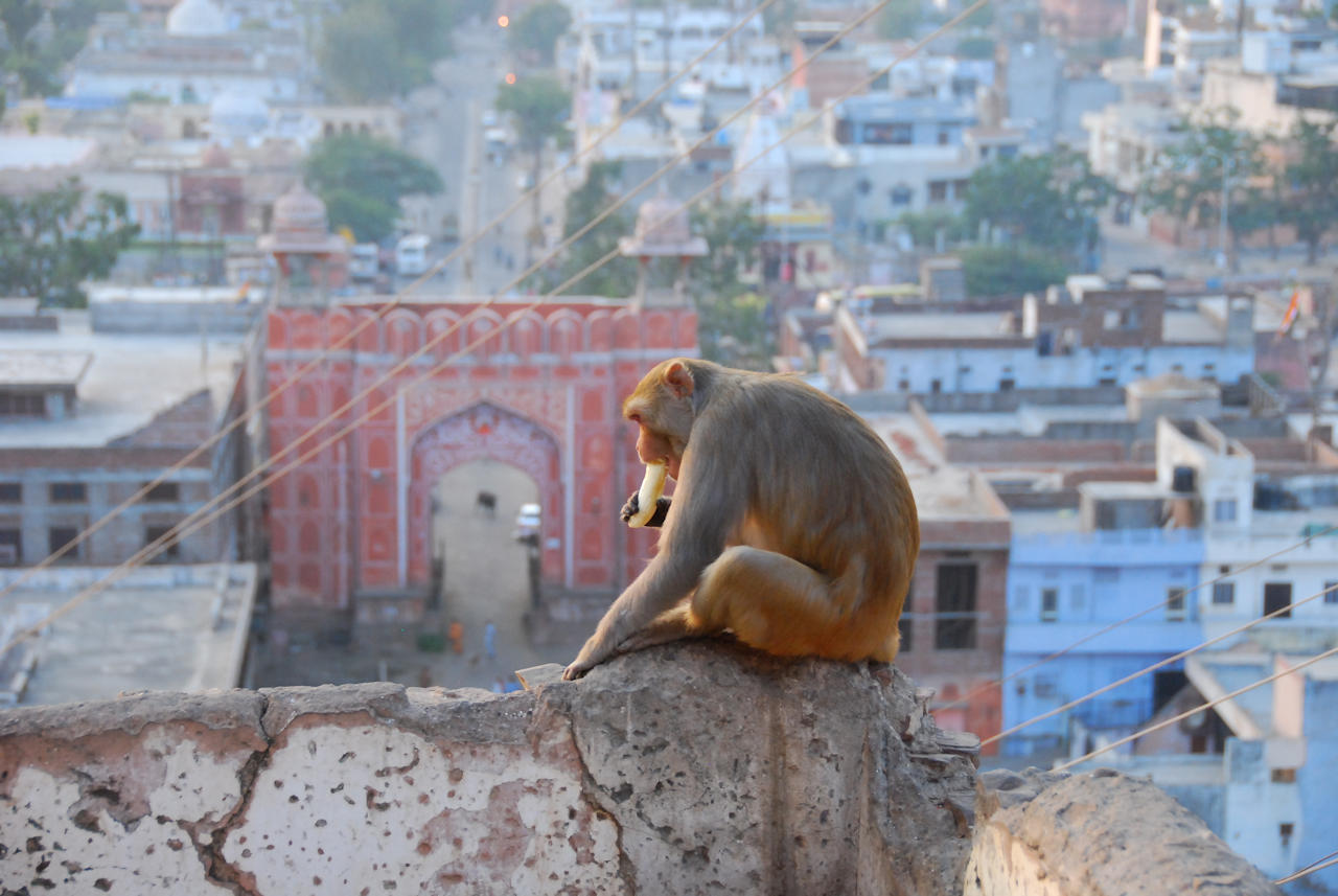 Jaipur 11.11.2014: The area just east of Jaipur is well known for its monkeys.