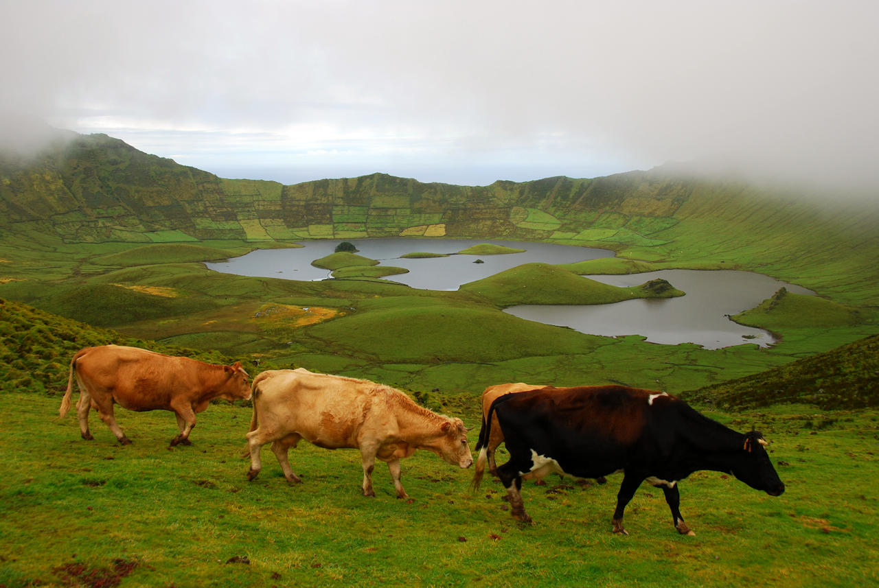 Azores 10.10.2015 - Corvo: Lagoa do Caldeirao & cows.
