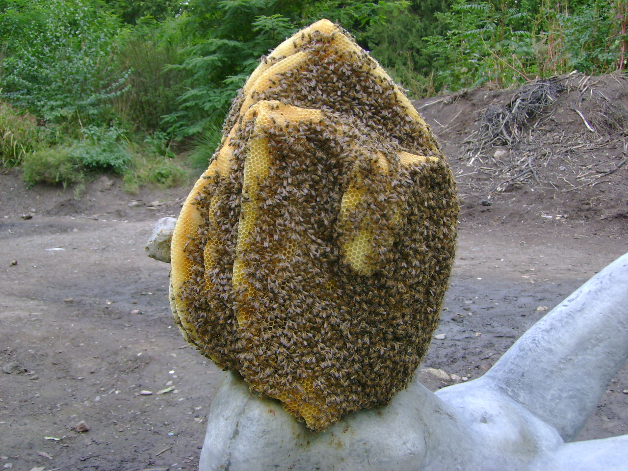 ...vor dem abfegen der Bienen