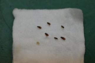 秋の気配も漂ってきましたが 豊見城の動物病院 ながいペットクリニックの ページ 秋の気配も漂ってきましたが 豊見城の動物病院 ながいペットクリニックの ページ