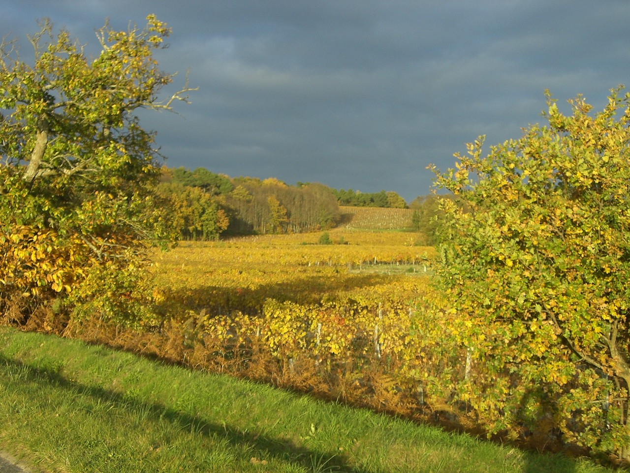 La vigne à Saint-Nicolas de Bourgueil 22 rue du poids Bourgueil