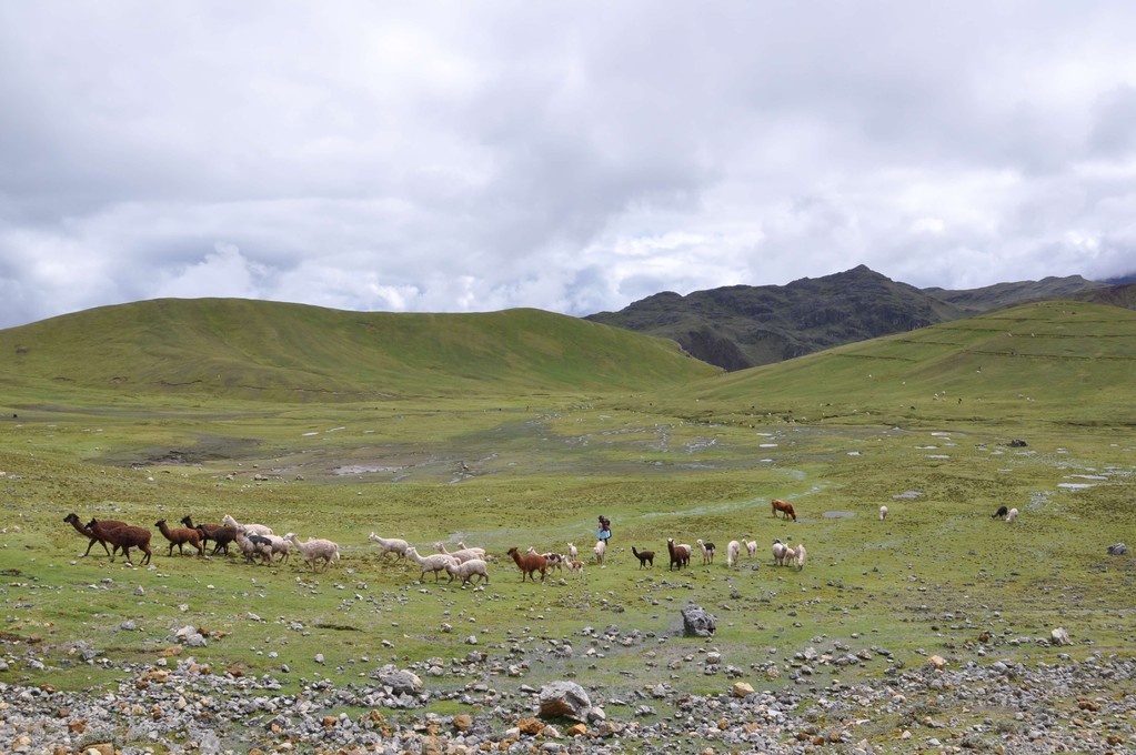 a 4200, les lamas font partie du paysage