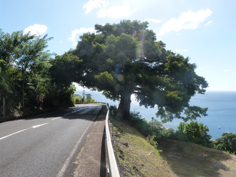 IL EST APPELE L'ARBRE LE FROMAGER