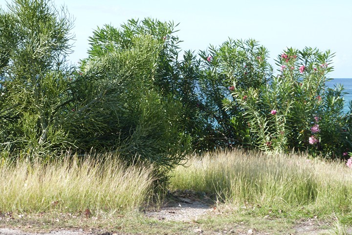 la queue d'un iguane sous l'arbuste