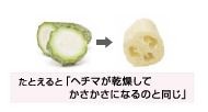 たとえると「ヘチマが乾燥してかさかさになるのと同じ」