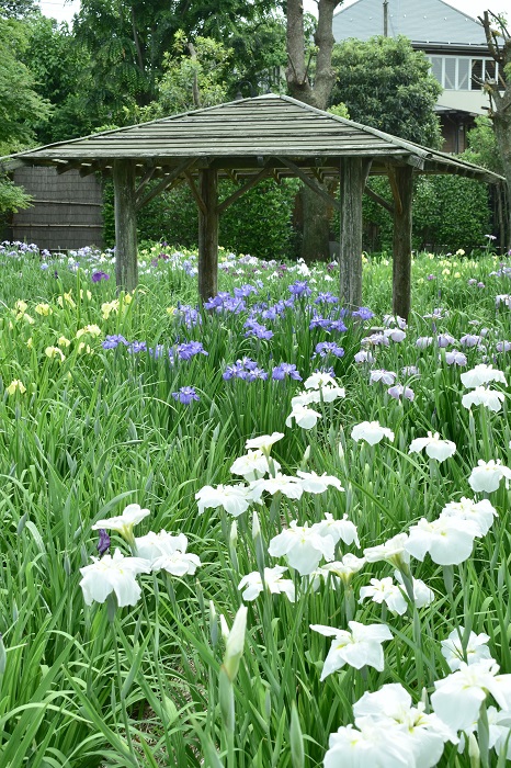 染谷花しょうぶ園 埼玉県さいたま市見沼区染谷 My Vacation 大人の遠足