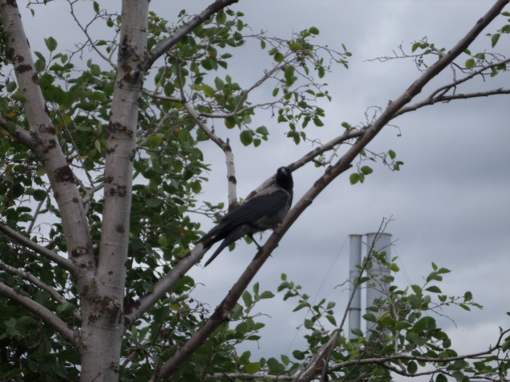un corbeau bi-colore