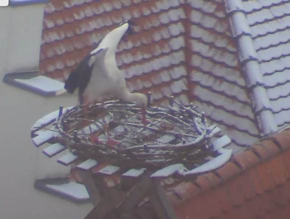 neues Heim für die Störche
