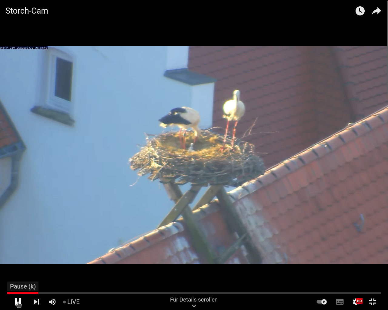 Der erste Jungstorch