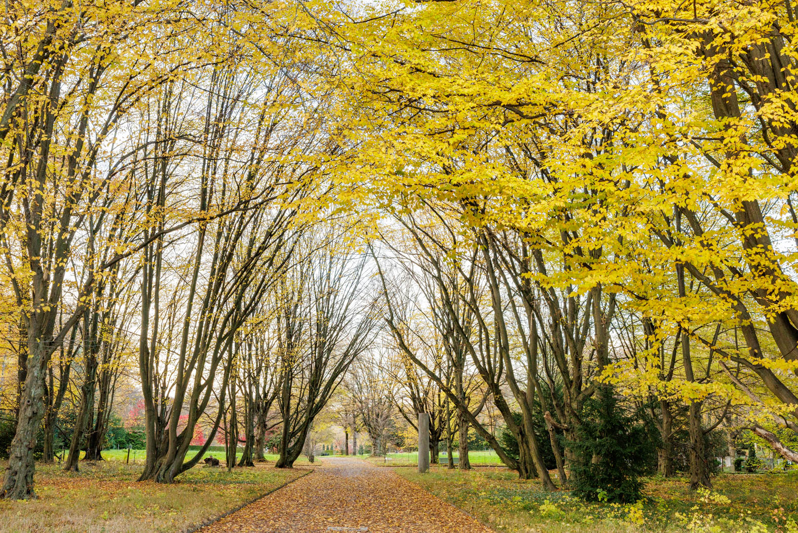 Herbstbäume zu Hause