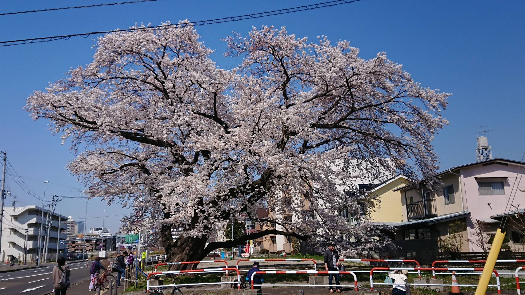 銀杏町の一本桜