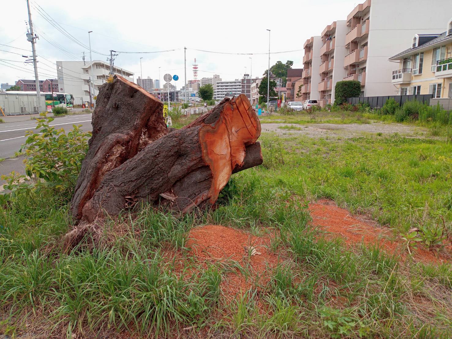 「銀杏町の一本桜」力尽く