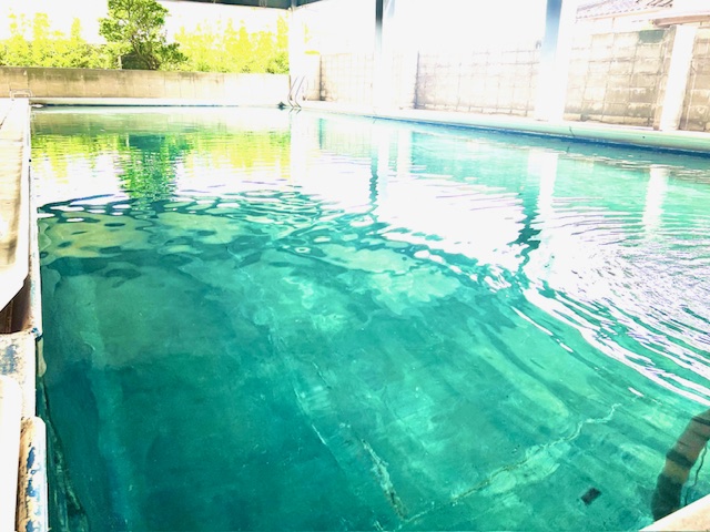 夏本番に向けてプールを開放しました