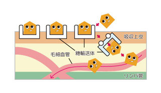 ブドウ糖が糖輸送体によって血管内に運ばれ血糖値が上がってしまう