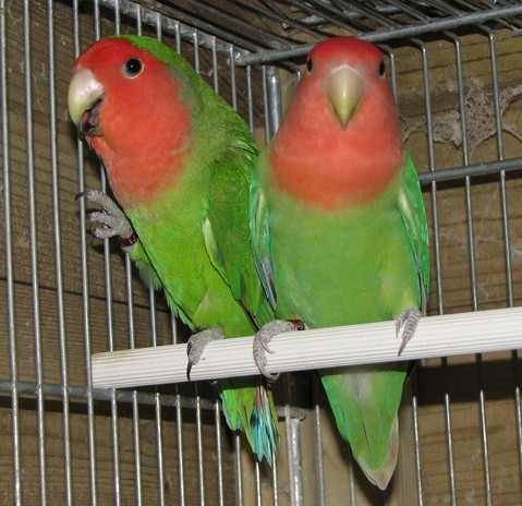 Ancestrale/opalino e femmina opalina verde scuro