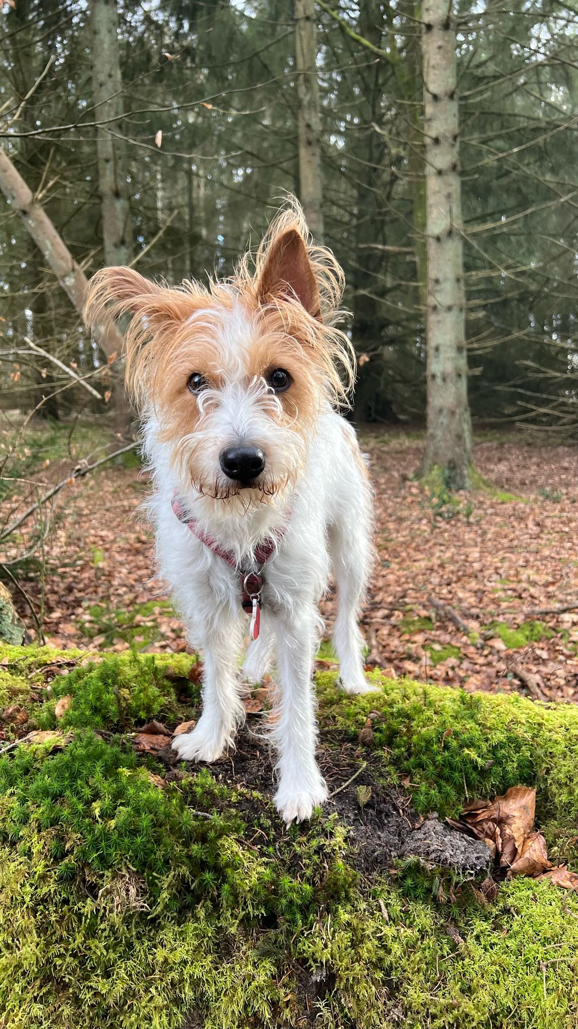 Bonnie