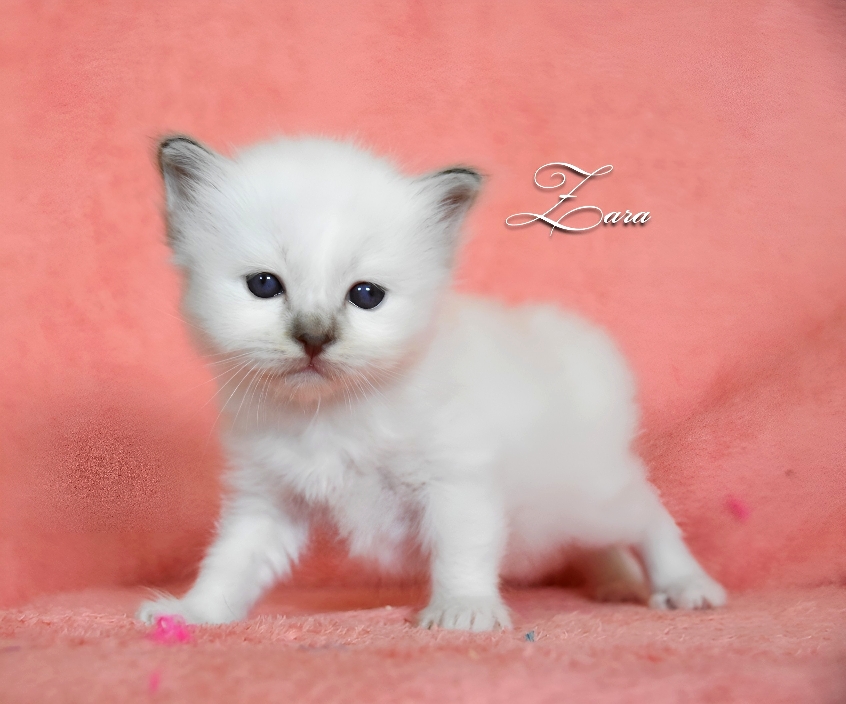Cucciolo Sacro di birmania blu tabby point