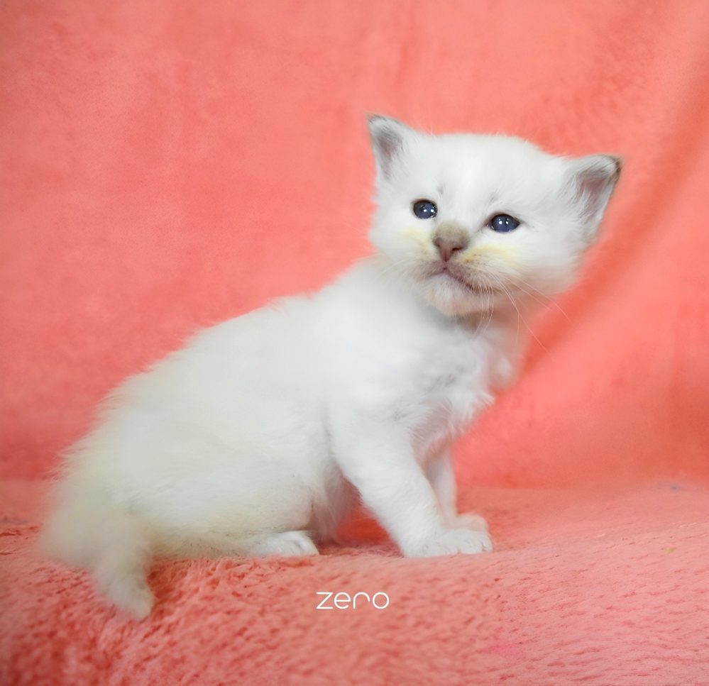 Cucciolo Sacro di birmania lilac tabby point