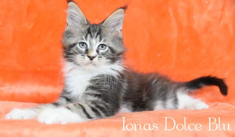 Cucciolo maine coon 