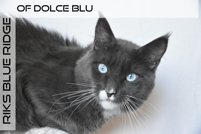 Riks maine coon blu smoke and white whit blue eyes TEST HCM SMA PKDEF N/N