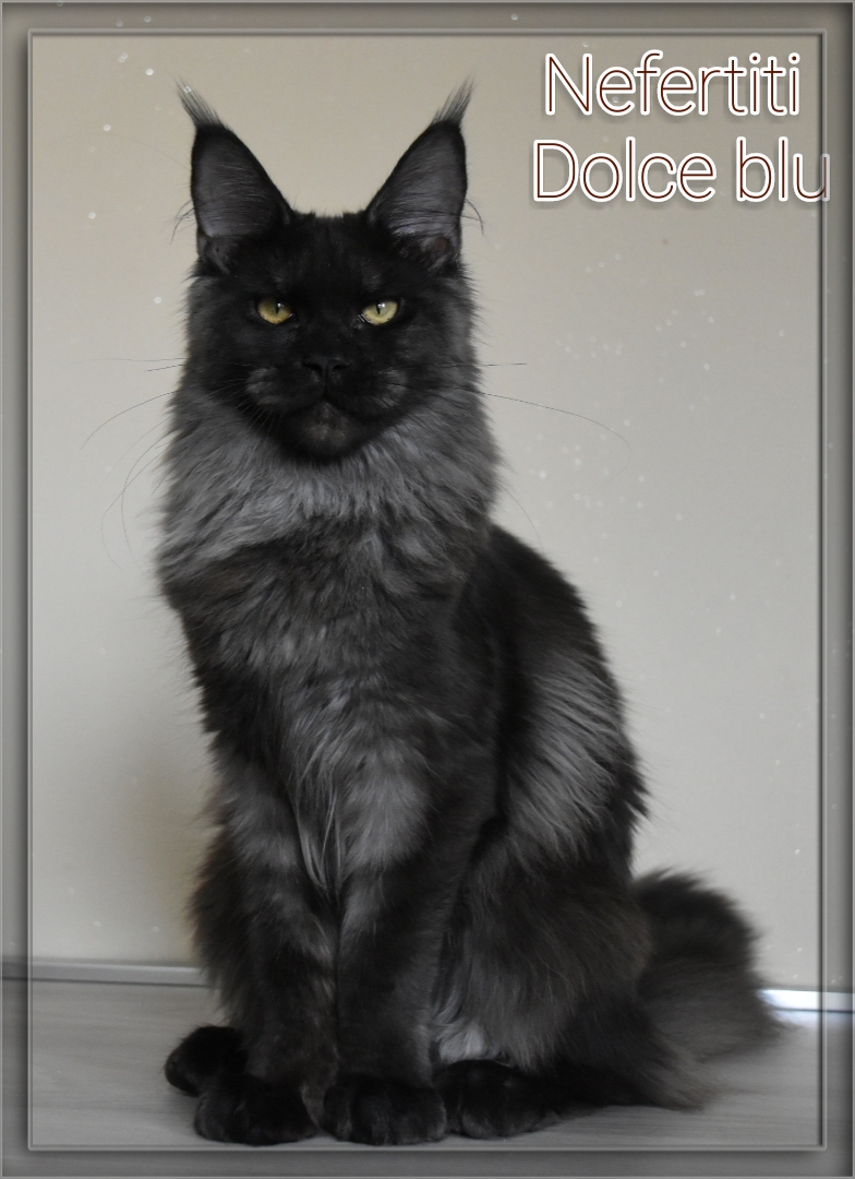 Maine coon black smoke 