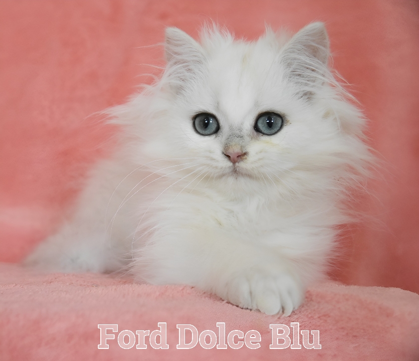 Cucciolo British longhair 