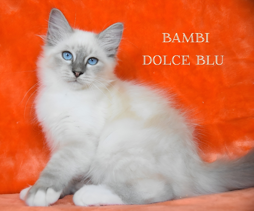 Cucciolo sacro di birmania blu tabby point 