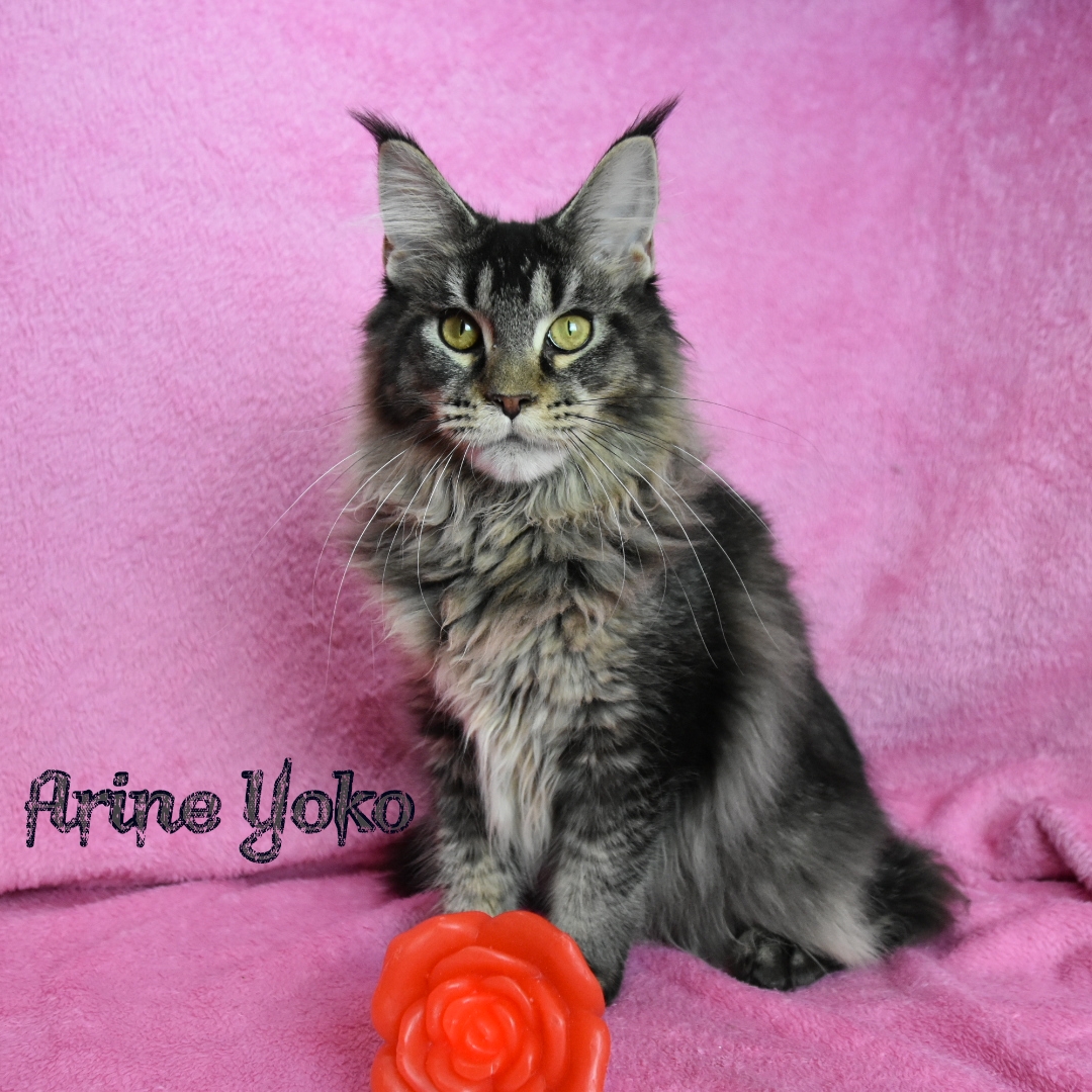 Maine coon black tiked tabby allevamento Dolce blu 