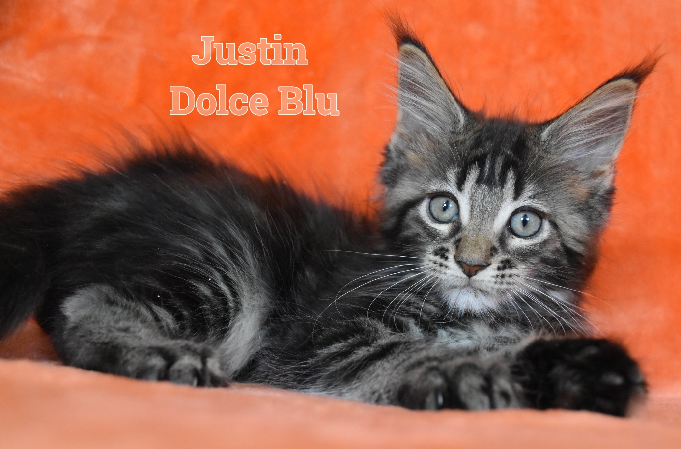 Cucciolo maine coon brown tabby blotched 