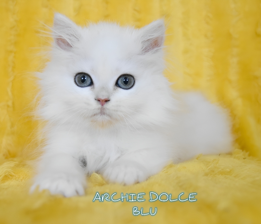 Cucciolo British longhair Blu shell